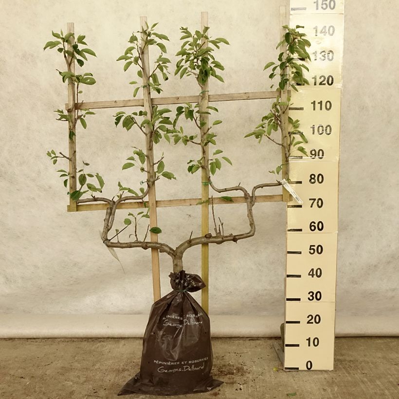 Amostra de Pereira Fertilia Delbard - Pyrus communis Torrão "Pronto a plantar", Palmeta dupla em U tal como entregue no verão