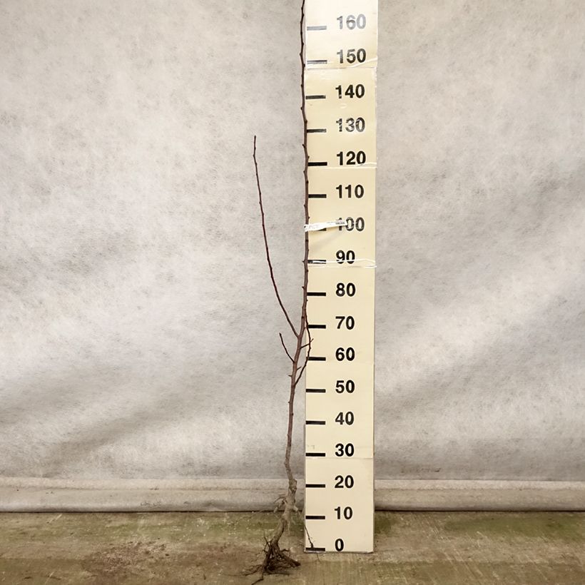 Amostra de Pereira Fertilia Delbard - Pyrus communis Raízes nuas, Rebento tal como entregue no outono
