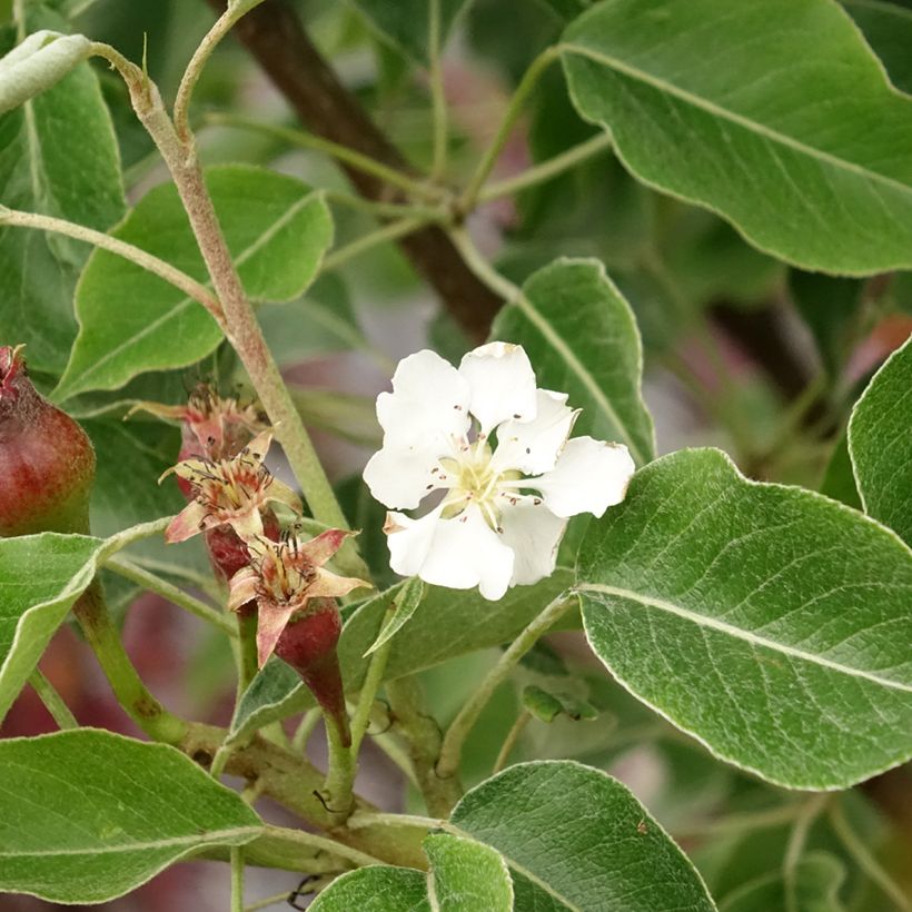 Pereira General Leclerc - Pyrus communis (Floração)