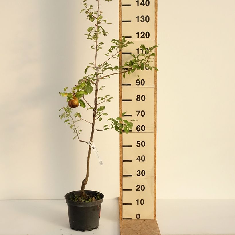 Amostra de Pereira General Leclerc - Pyrus communis Vaso de 7,5 L/10 L, Rebento tal como entregue no verão