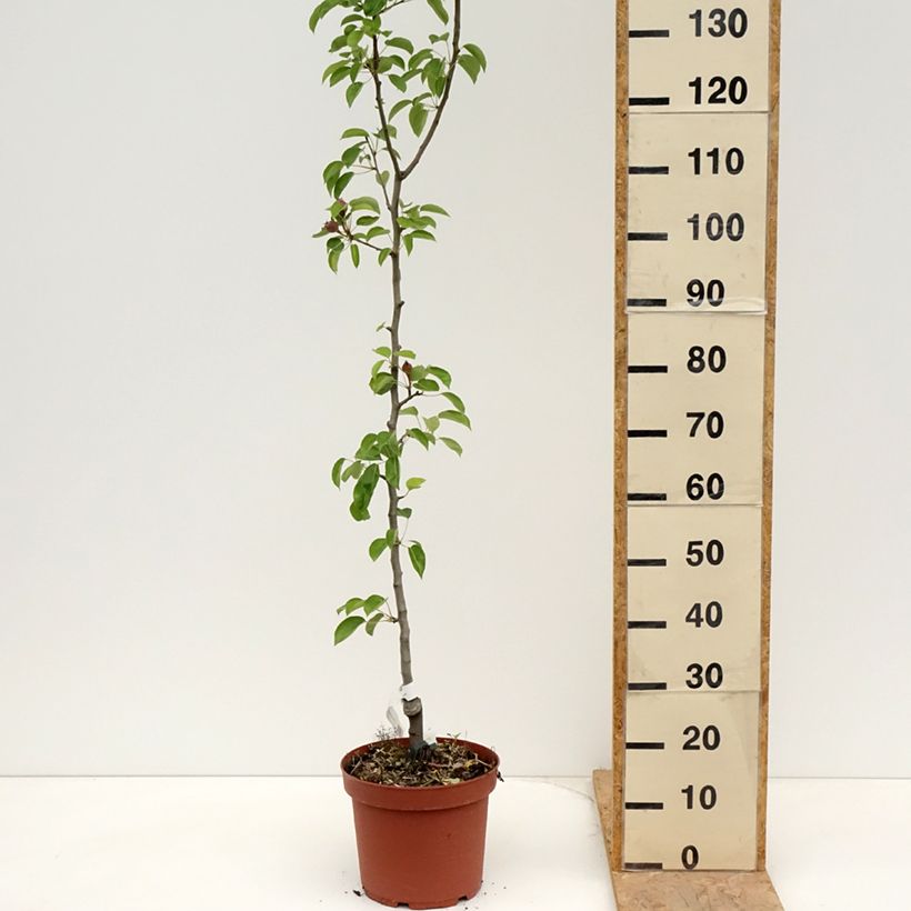 Amostra de Pereira Jules Guyot - Pyrus communis Vaso de 7,5 L/10 L, Rebento tal como entregue na primavera