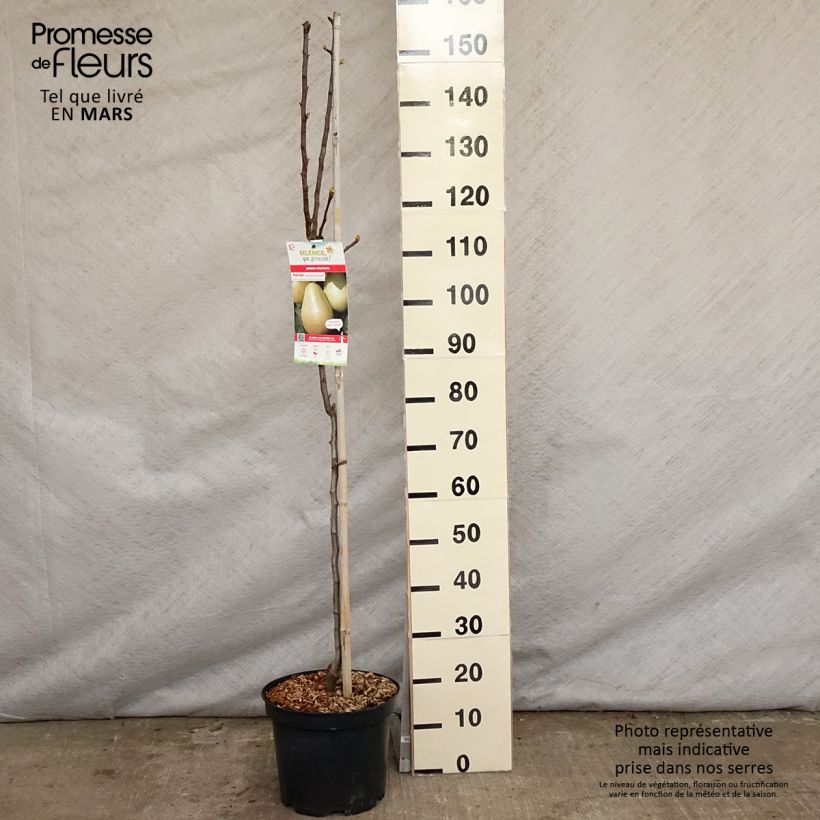 Amostra de Pereira Jules Guyot - Pyrus communis Vaso de 7,5 L/10 L, Copo tal como entregue na primavera