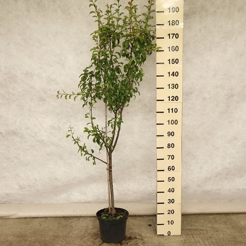 Amostra de Pereira Louise Bonne dAvranches - Pyrus communis Vaso de 7,5 L/10 L, Copo tal como entregue no verão