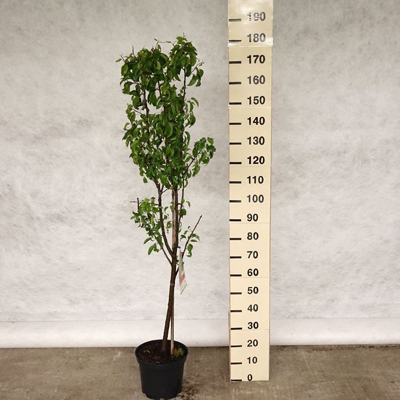 Amostra de Pereira Louise Bonne dAvranches - Pyrus communis Vaso de 7,5 L/10 L, Copo tal como entregue na primavera