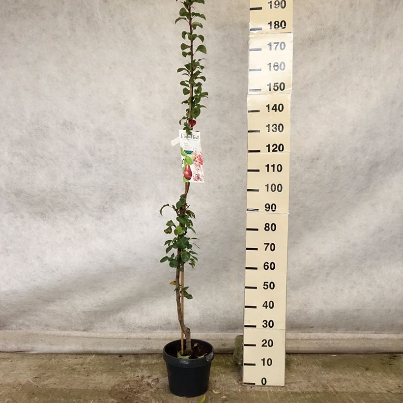 Amostra de Pereira colunar Moscou - Pyrus communis Vaso de 7,5 L/10 L, Colunar tal como entregue no outono