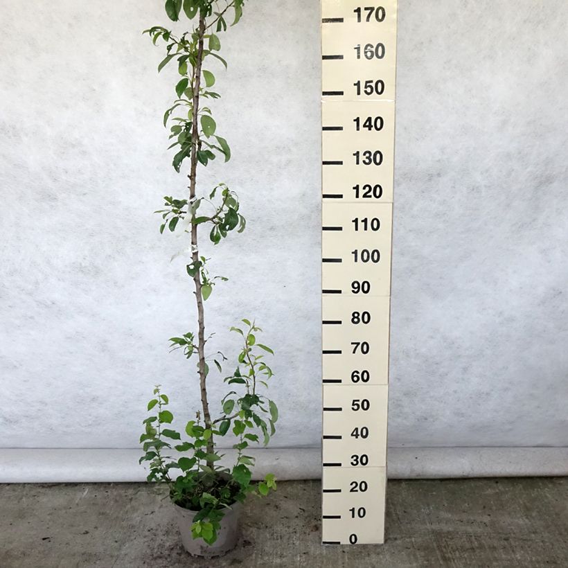 Amostra de Pereira colunar Moscou - Pyrus communis Vaso de 7,5 L/10 L, Colunar tal como entregue no verão