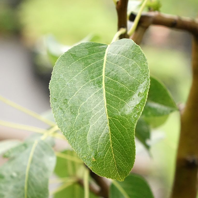 Pereira colunar Moscou - Pyrus communis (Folhagem)