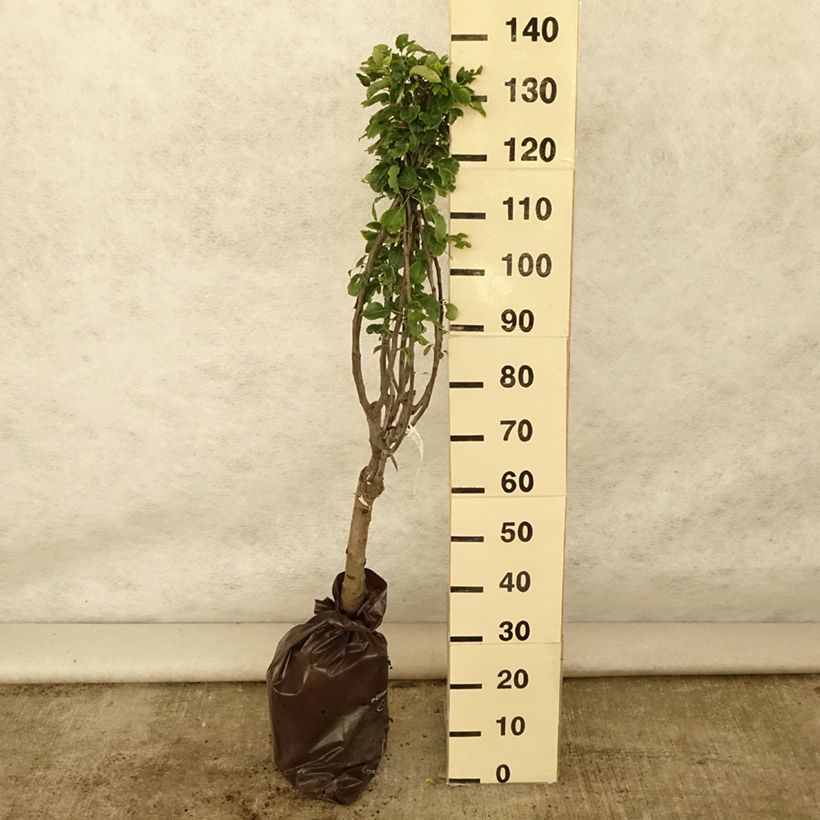 Amostra de Pereira-anã Belle Hélène Georges Delbard - Pyrus communis Torrão "Pronto a plantar", 1/4 de haste tal como entregue no verão