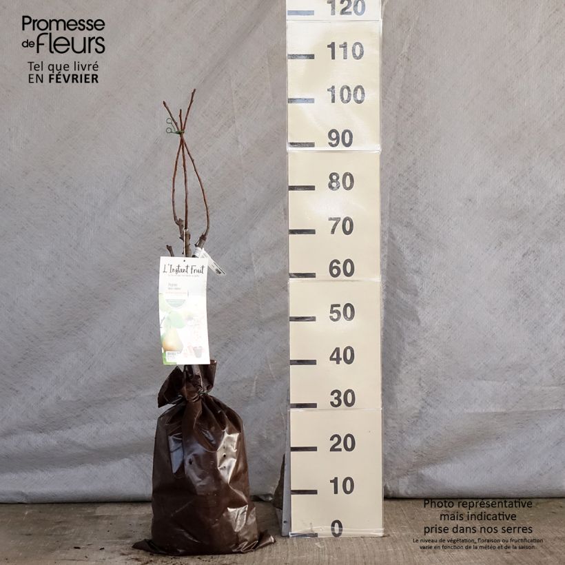 Amostra de Poirier nain Belle Hélène - Georges Delbard Torrão "Pronto a plantar", 1/4 de haste tal como entregue no inverno