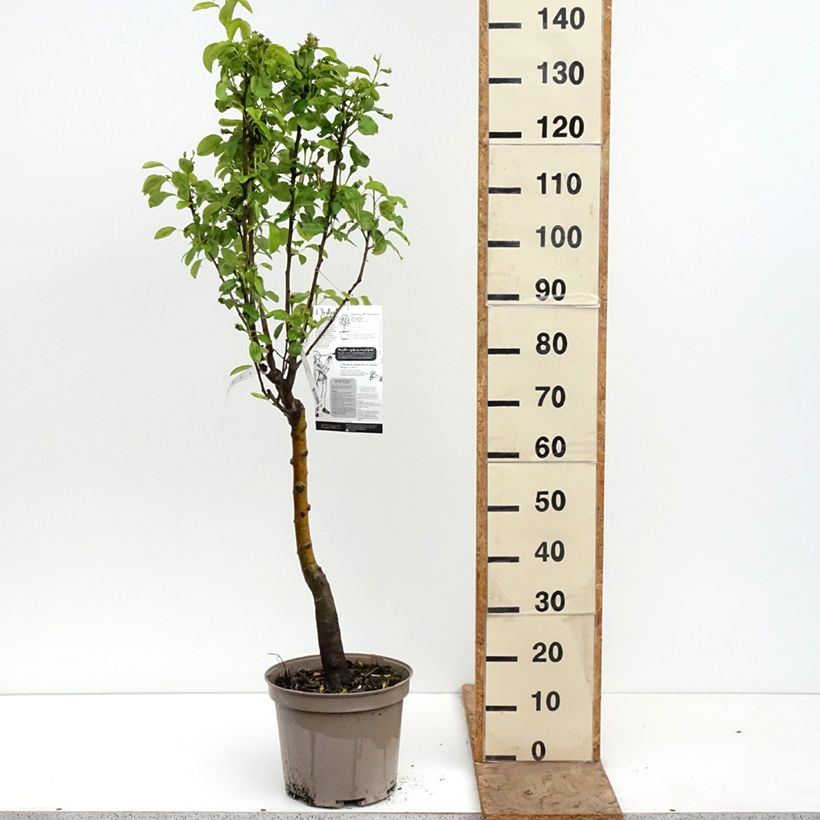 Amostra de Pereira-anã Belle Hélène Georges Delbard - Pyrus communis Vaso de 7,5 L/10 L, 1/4 de haste tal como entregue na primavera