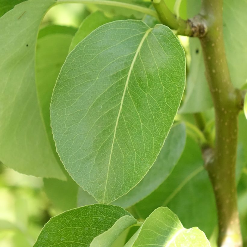 Pereira anã Condo - Pyrus communis (Folhagem)