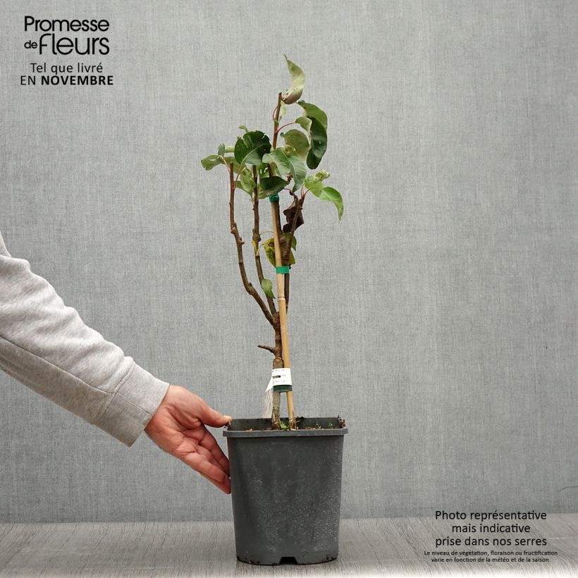 Amostra de Pereira anã Fruit Me Pear Me Conference - Pyrus communis Vaso de 4 L/5 L, Anão tal como entregue no outono