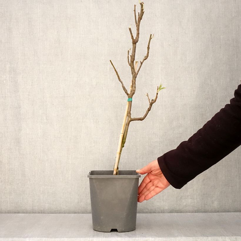 Amostra de Pereira anã Fruit Me Pear Me Conference - Pyrus communis Vaso de 4 L/5 L, Anão tal como entregue na primavera