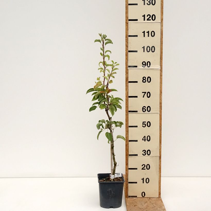 Amostra de Pereira anã Fruit Me Pear Me Conference - Pyrus communis Vaso de 4 L/5 L, Anão tal como entregue no verão