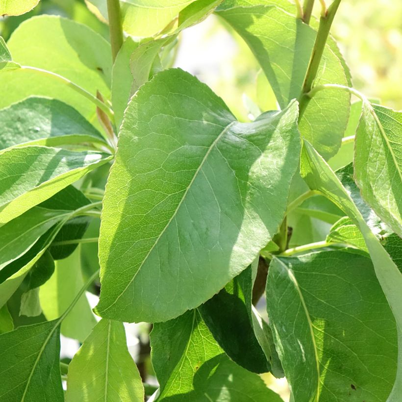 Pereira anã Fruit Me Pear Me Williams Bon-Chrétien - Pyrus communis (Folhagem)