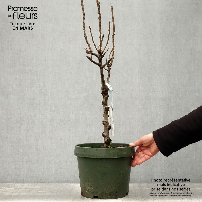 Amostra de Pereira anã Garden Gem - Pyrus communis Vaso de 6 L/7 L, Anão tal como entregue na primavera