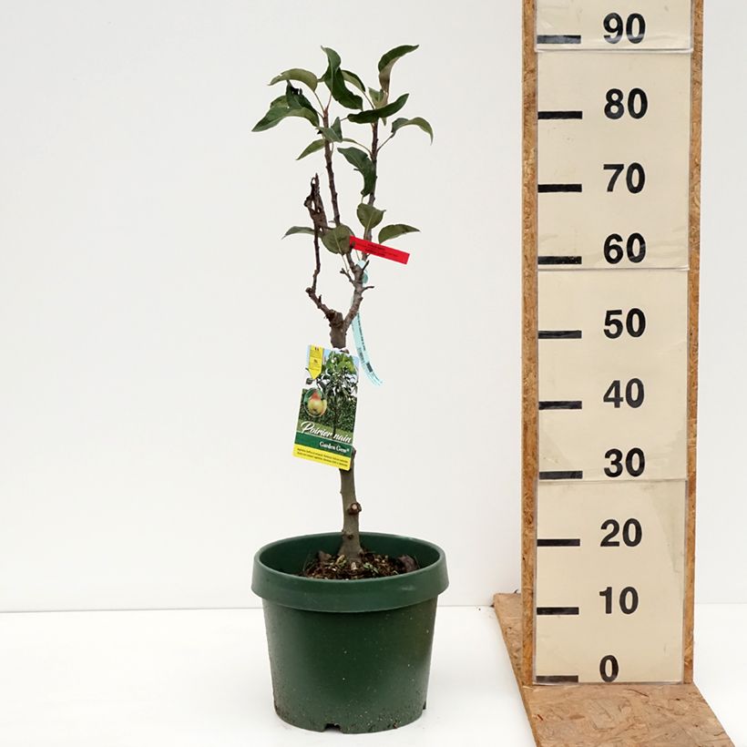 Amostra de Pereira anã Garden Gem - Pyrus communis Vaso de 6 L/7 L, Anão tal como entregue no outono