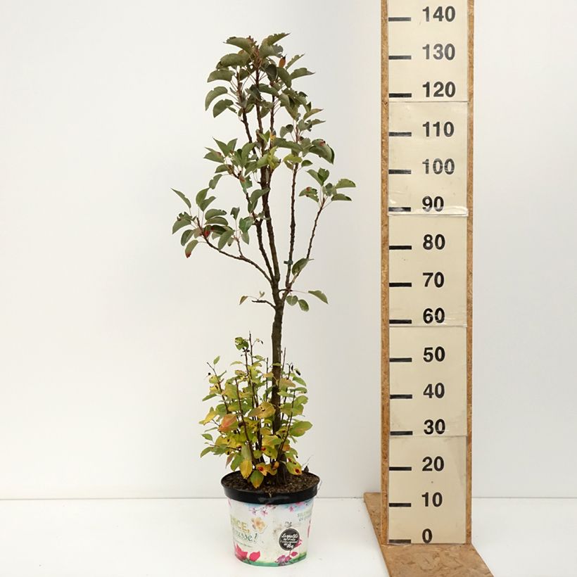 Amostra de Pereira anã Garden Pearl - Pyrus communis Vaso de 6 L/7 L, 1/4 de haste tal como entregue no outono