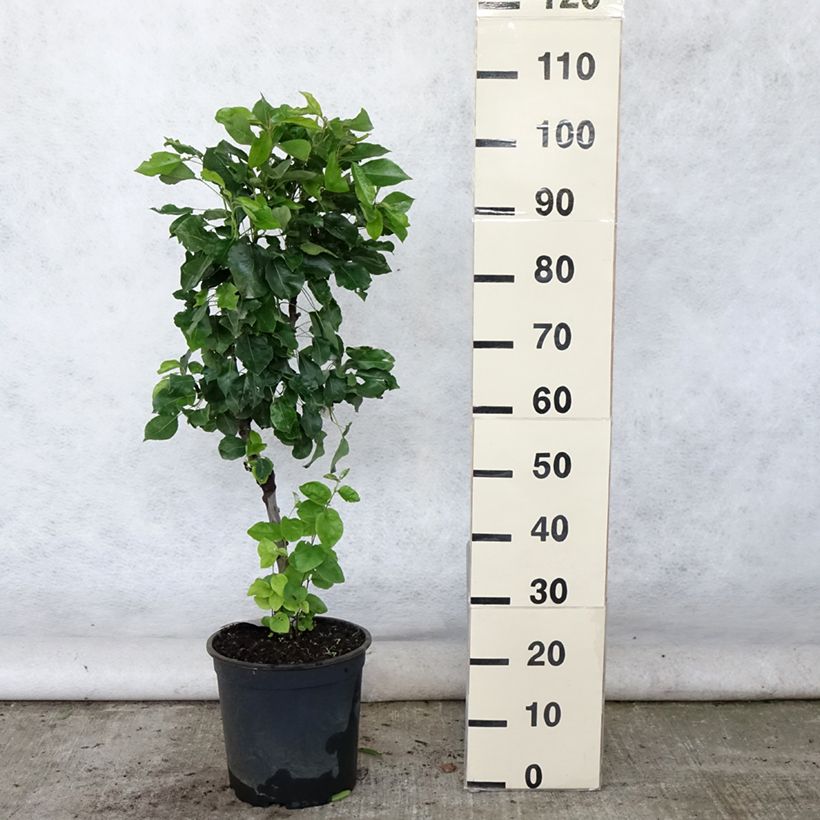 Amostra de Pereira anã Louisa - Pyrus communis Vaso de 7,5 L/10 L, 1/4 de haste tal como entregue no verão