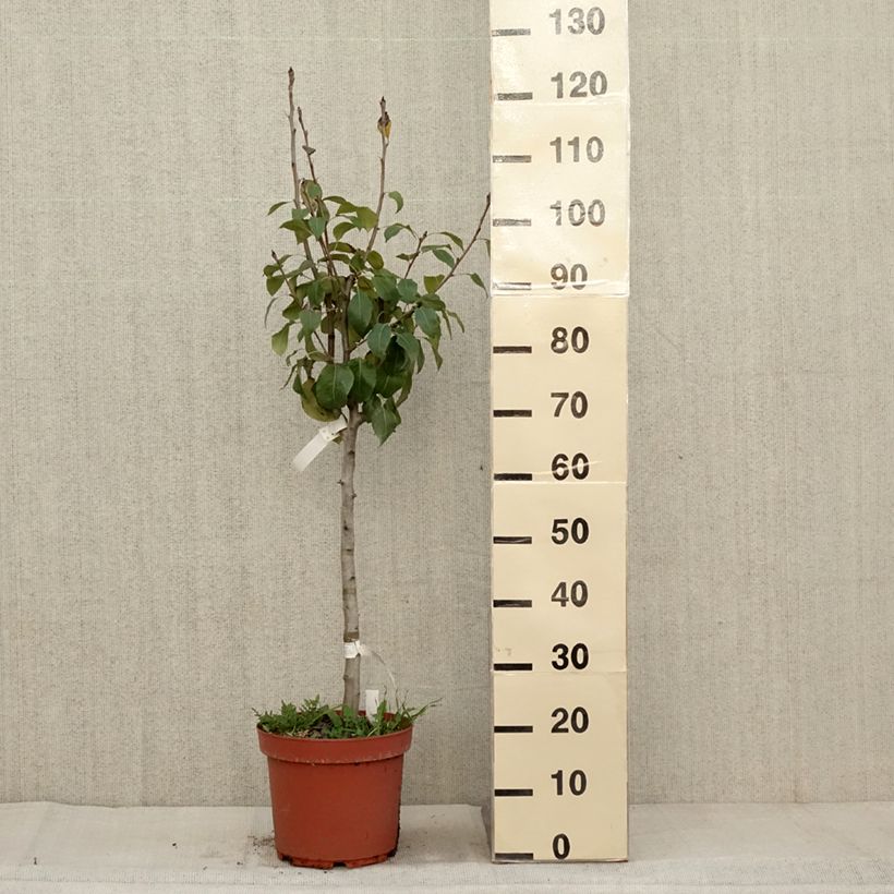 Amostra de Pereira General Leclerc - Pyrus communis Vaso de 7,5 L/10 L, Copo tal como entregue no outono