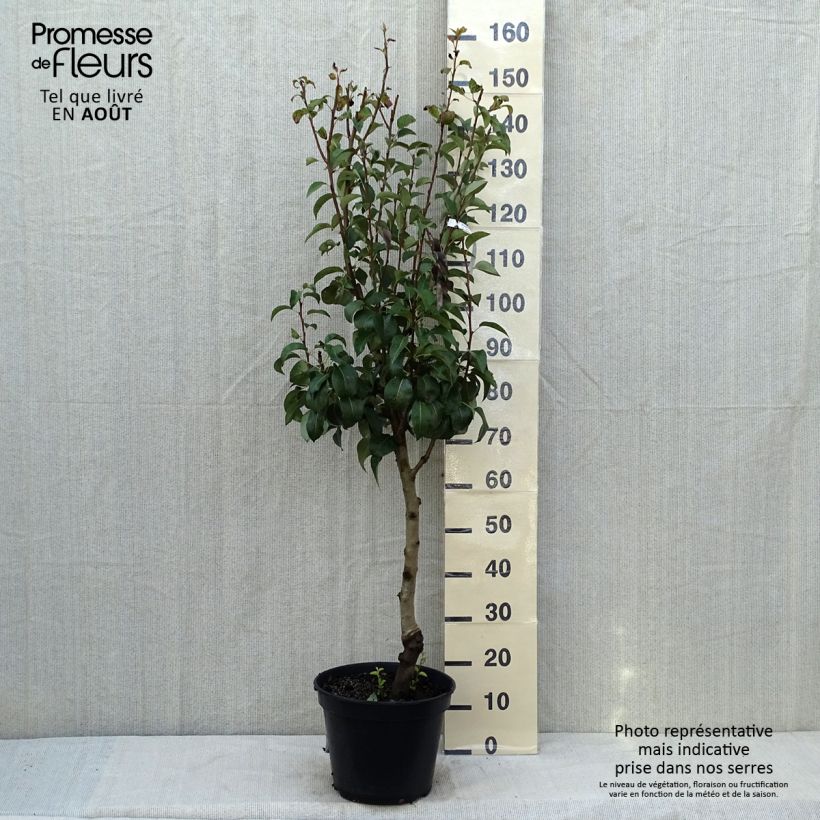 Amostra de Pereira General Leclerc - Pyrus communis Vaso de 7,5 L/10 L, Copo tal como entregue no verão