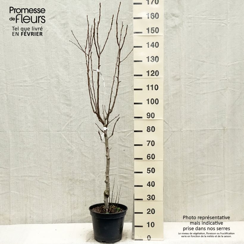 Amostra de Poirier General Leclerc - Pyrus communis Vaso de 7,5 L/10 L, Copo tal como entregue no inverno