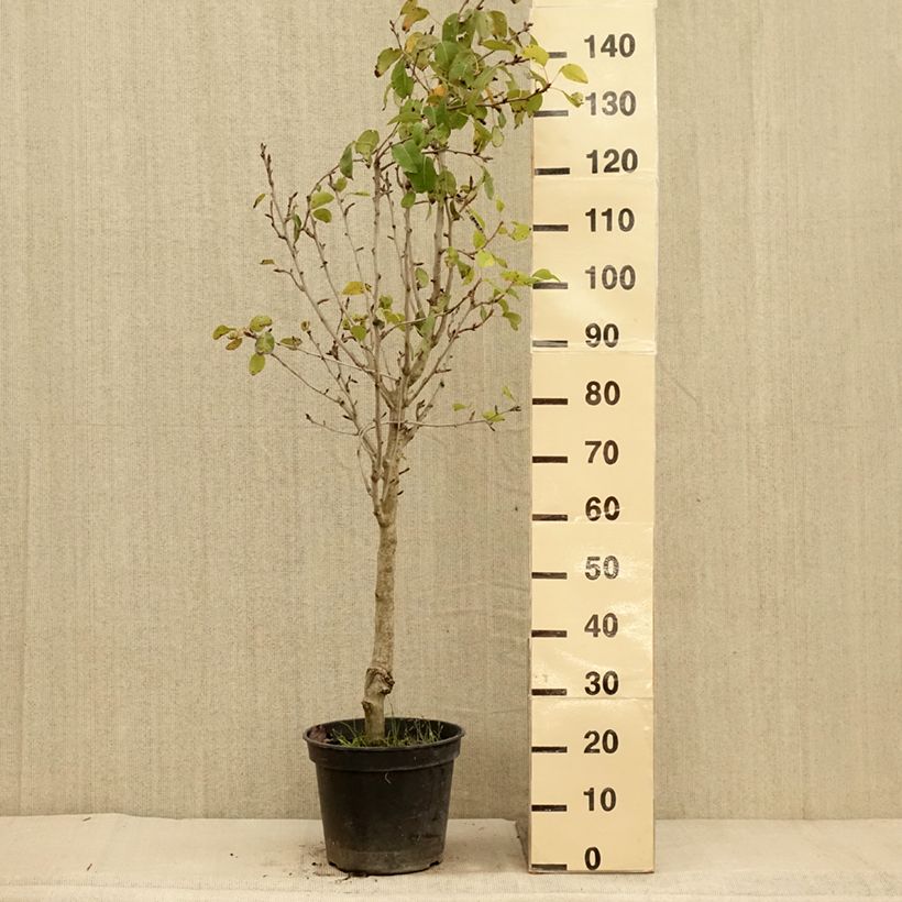 Amostra de Pereira Jeanne dArc - Pyrus communis Vaso de 7,5 L/10 L, Copo tal como entregue no outono