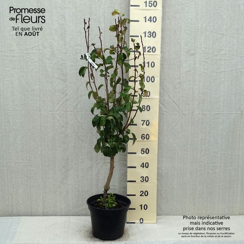 Amostra de Pereira Jeanne dArc - Pyrus communis Vaso de 7,5 L/10 L, Copo tal como entregue no verão