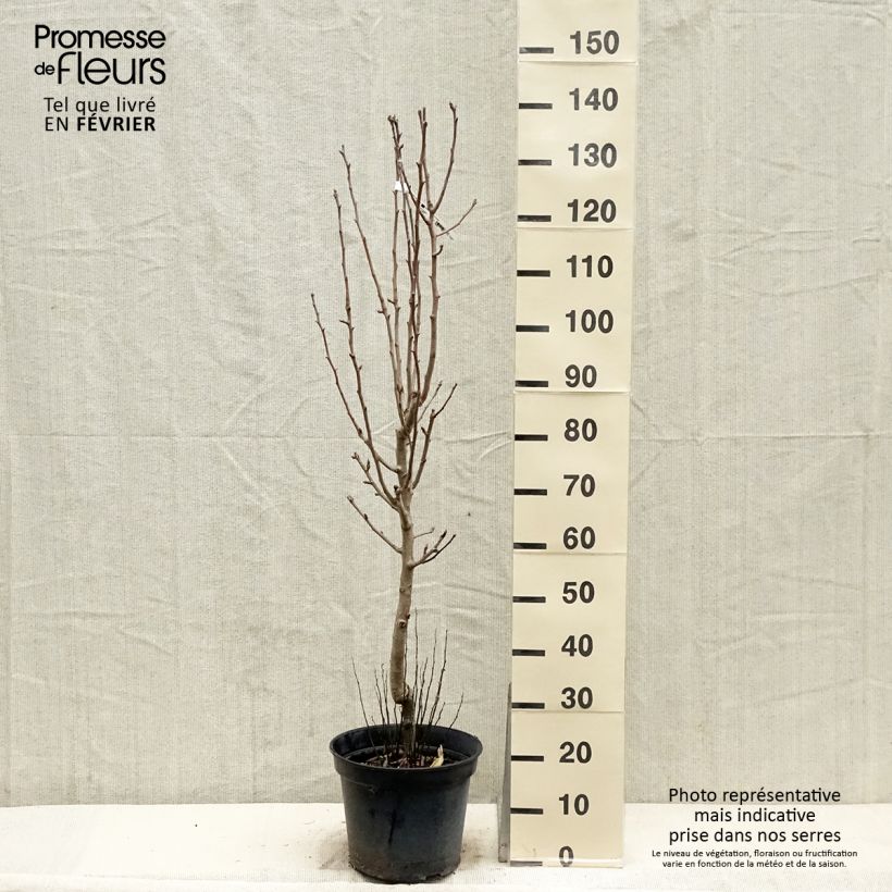 Amostra de Poirier Jeanne d’Arc - Pyrus communis Vaso de 7,5 L/10 L, Copo tal como entregue no inverno