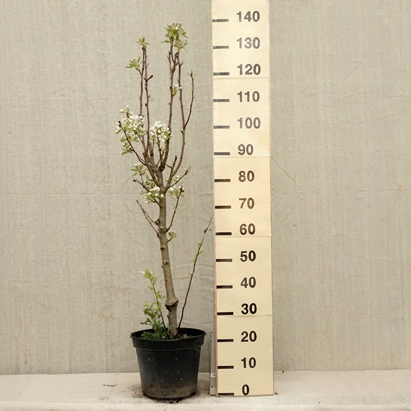 Amostra de Pereira Jeanne dArc - Pyrus communis Vaso de 7,5 L/10 L, Copo tal como entregue na primavera