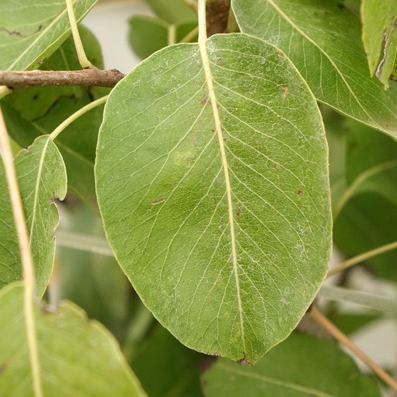Pereira Jeanne dArc - Pyrus communis (Folhagem)