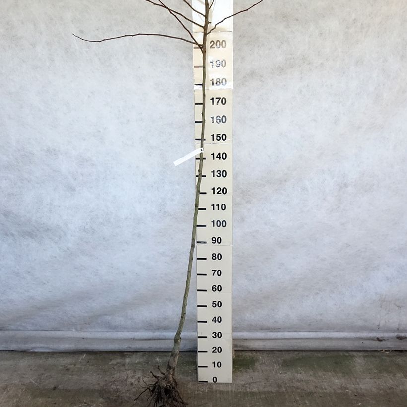 Amostra de Poirier Saint Rémy Raízes nuas, Haste alta tal como entregue no inverno