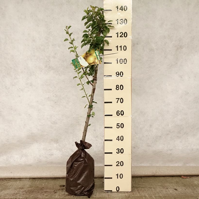 Amostra de Pereira Super Comice Delbard Georges Delbard - Pyrus communis Torrão "Pronto a plantar", Copo tal como entregue no verão