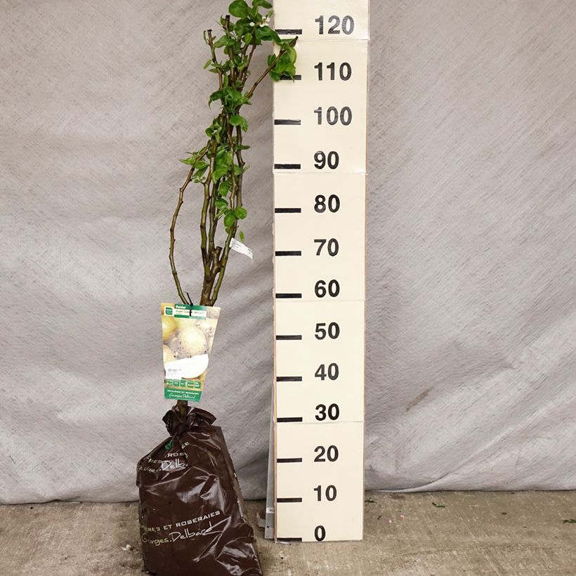 Amostra de Pereira Super Comice Delbard Georges Delbard - Pyrus communis Torrão "Pronto a plantar", Copo tal como entregue na primavera