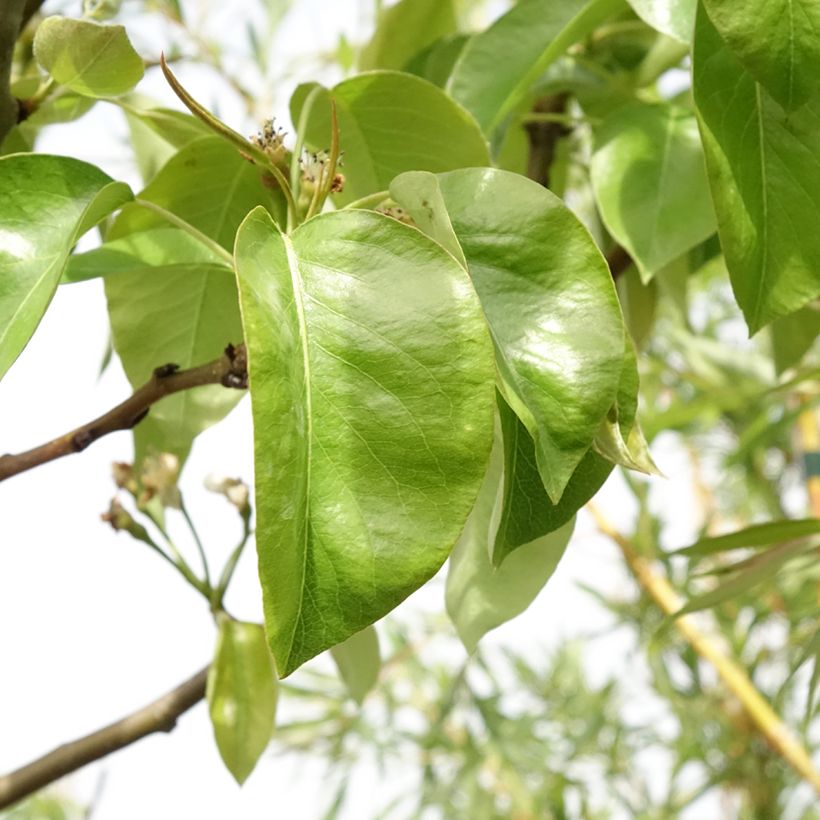 Pereira Triunfo de Viena - Pyrus communis (Folhagem)