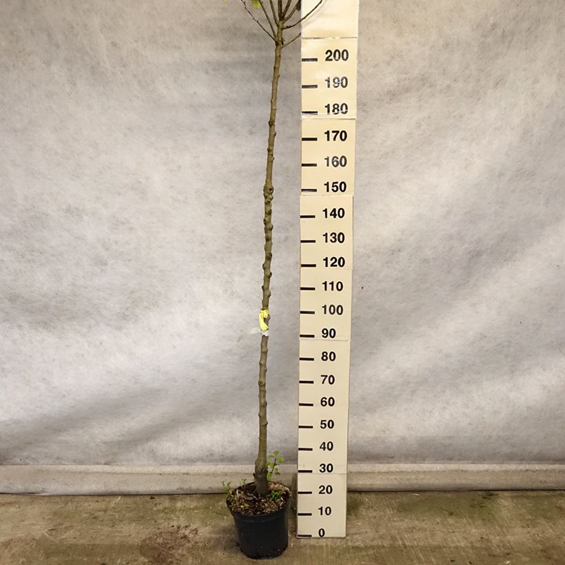 Amostra de Poirier Triomphe de Vienne Pot de 7,5L/10L, Haute-Tige tal como entregue no outono