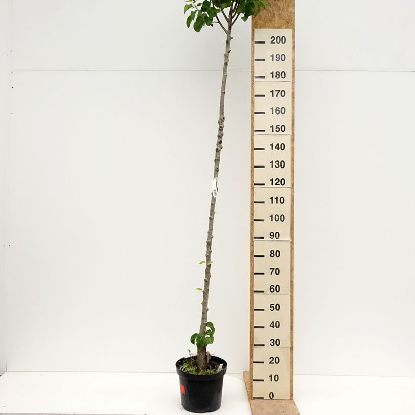 Amostra de Pereira Triunfo de Viena - Pyrus communis Vaso de 7,5 L/10 L, Haste alta tal como entregue na primavera