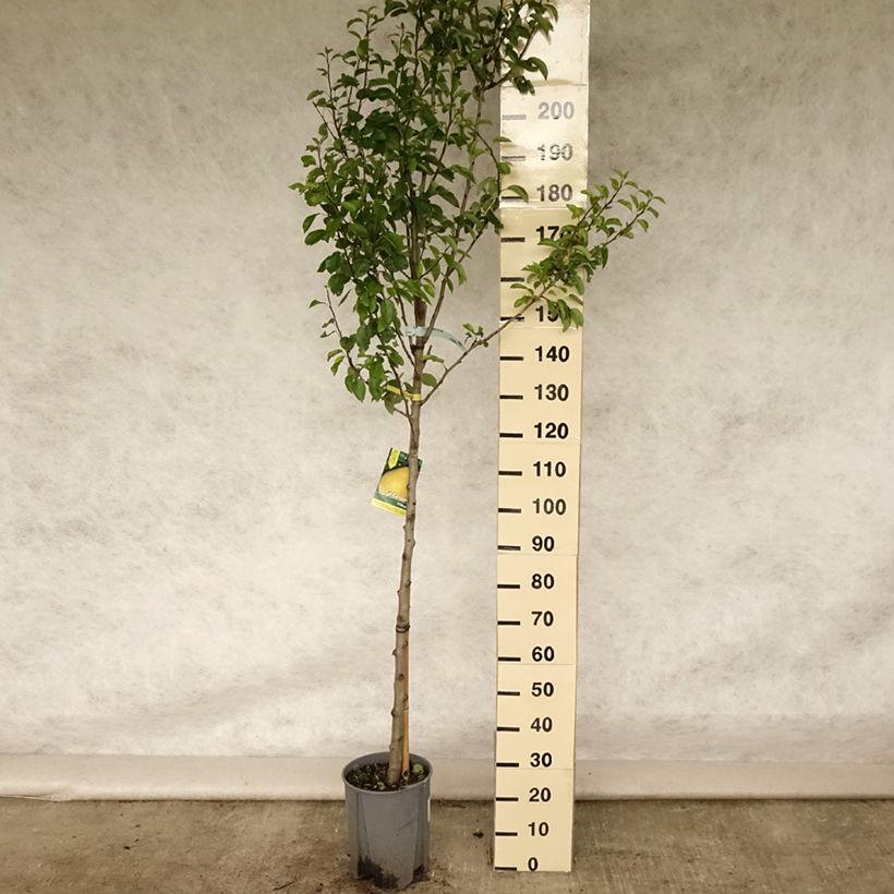 Amostra de Pereira Williams - Pyrus communis Vaso de 7,5 L/10 L, Meia haste tal como entregue no verão