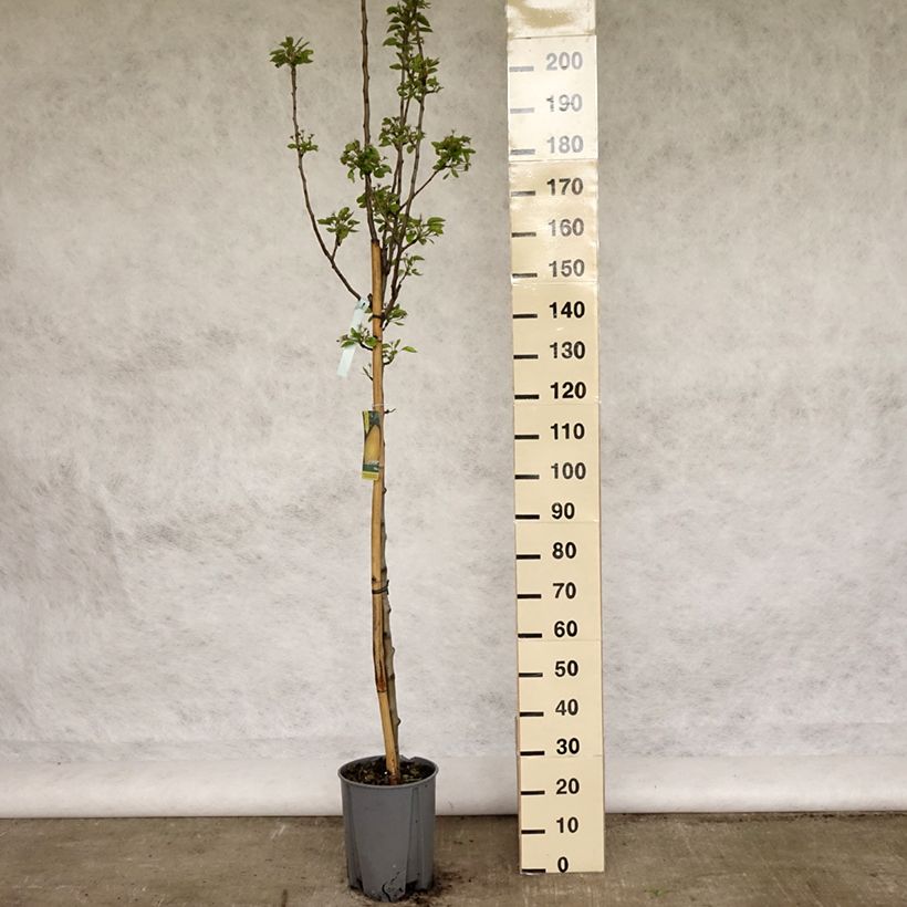 Amostra de Pereira Williams - Pyrus communis Vaso de 7,5 L/10 L, Meia haste tal como entregue na primavera