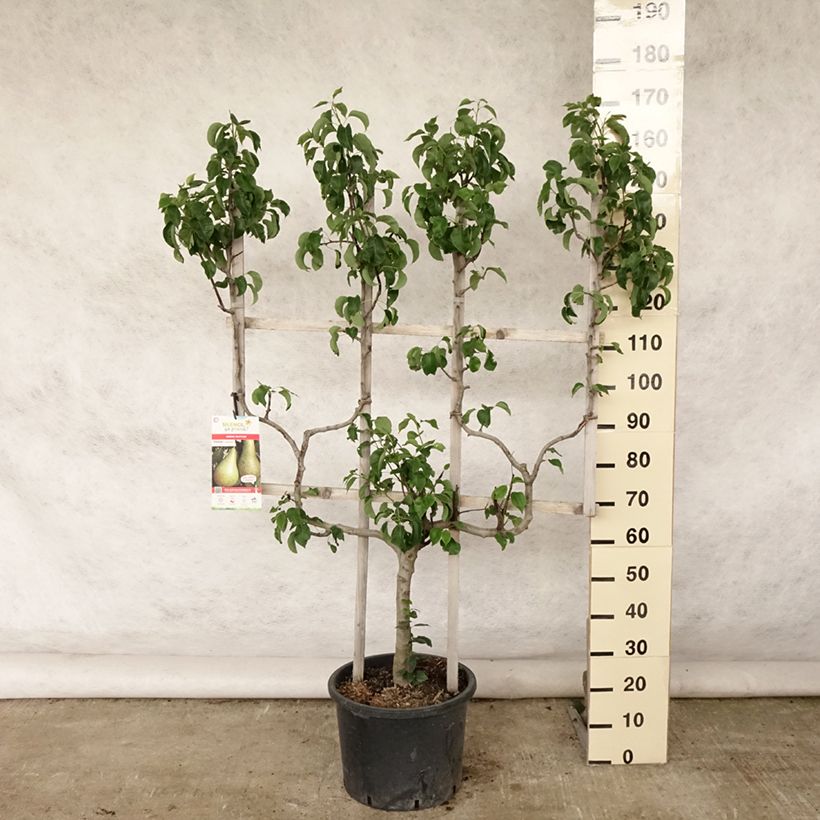 Amostra de Pereira Williams - Pyrus communis Vaso de 20 L/25 L, Palmeta dupla em U tal como entregue no verão