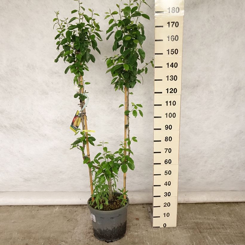 Amostra de Pereira Williams - Pyrus communis Vaso de 12 L/15 L, Palmeta simples em U tal como entregue no verão