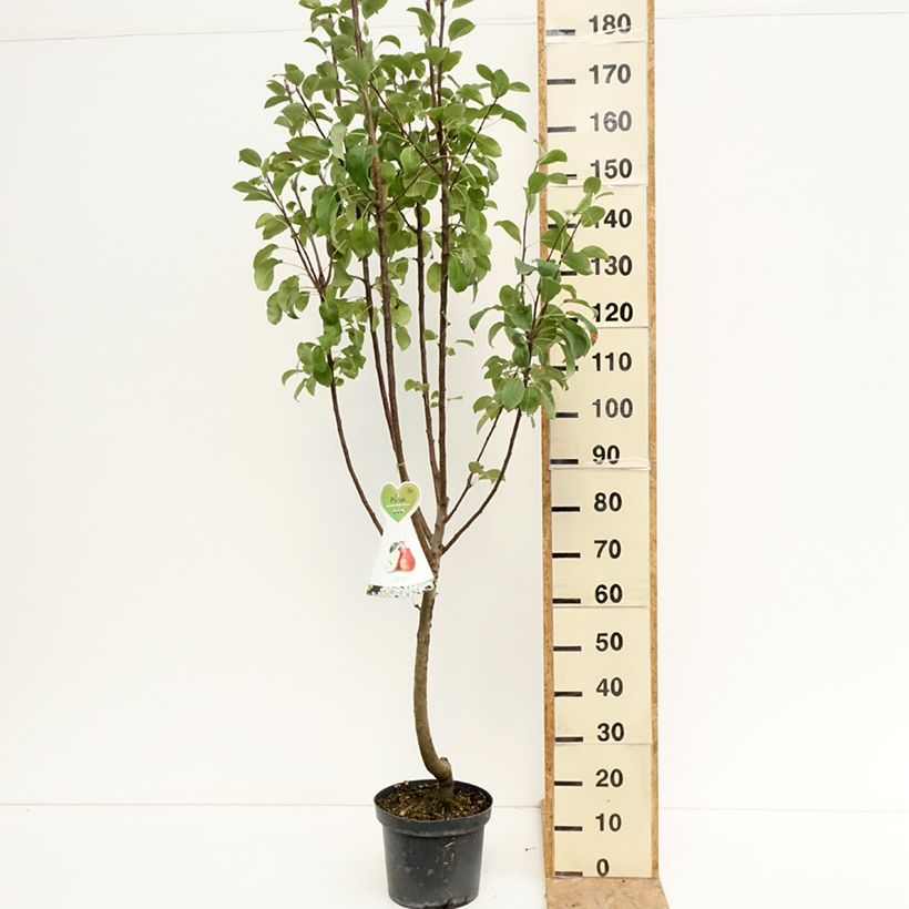 Amostra de Pereira Williams Rouge - Pyrus communis Vaso de 7,5 L/10 L, Copo tal como entregue no verão