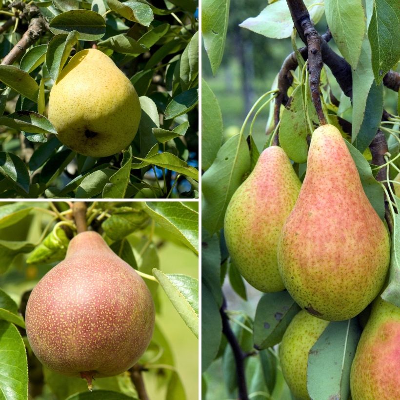 Pereira Trio Conference + Clapps Favorite + Williams - Pyrus communis (Colheita)