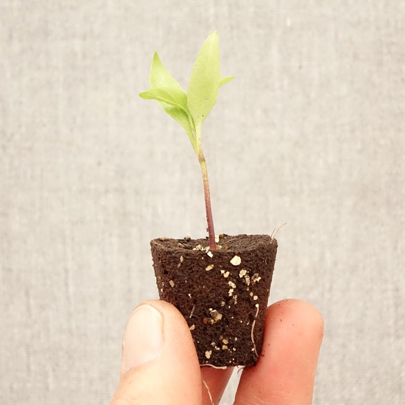 Amostra de Pimento Afterglow Tenor F1 em plantas Mini-torrão Ø 1,5/2,5 cm tal como entregue na primavera