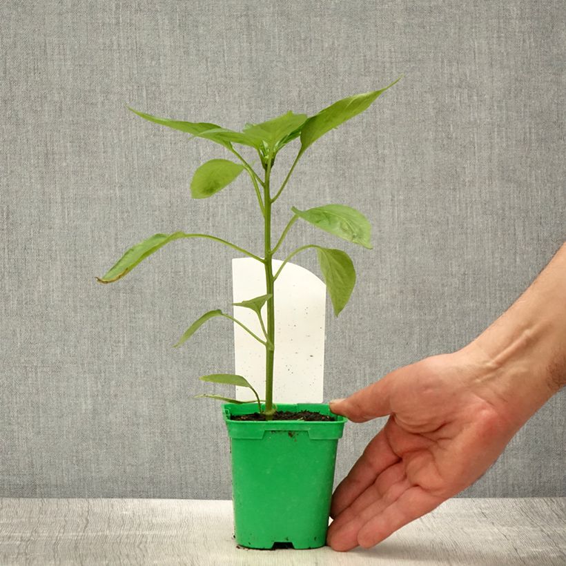 Amostra de Poivron orange Oreny F1 en plants Pot de 10 cm/11cm tal como entregue na primavera