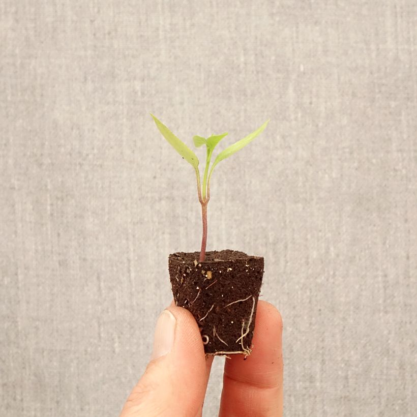 Amostra de Pimento Poxigo F1 em plantas Mini-torrão Ø 3/4 cm tal como entregue na primavera