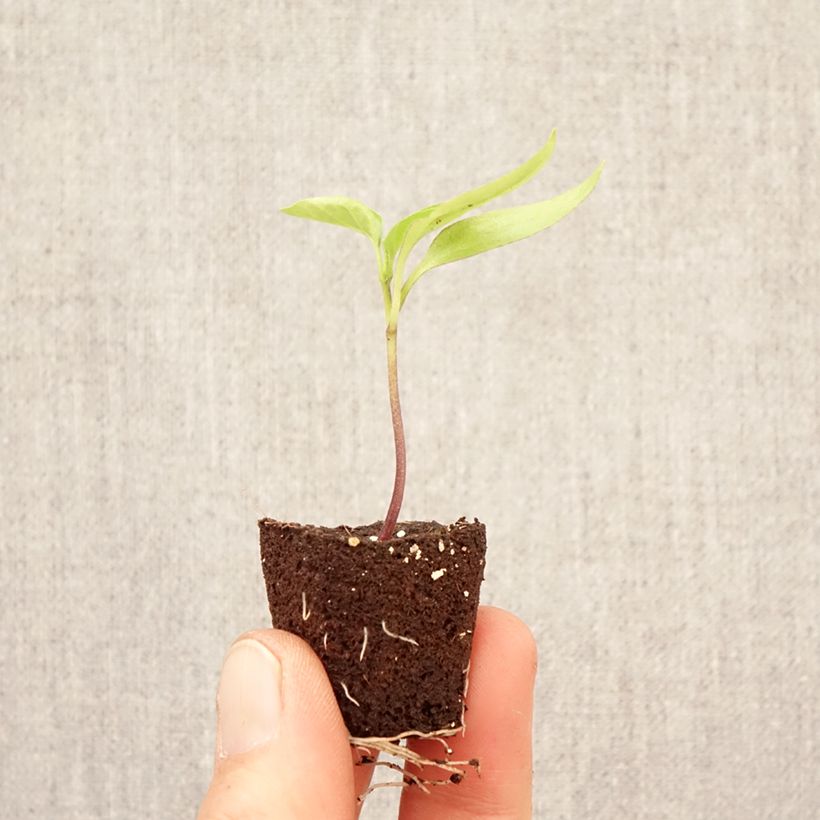 Amostra de Pimenteiro Snackor Yellow F1 em plantas Mini-torrão Ø 3/4 cm tal como entregue na primavera
