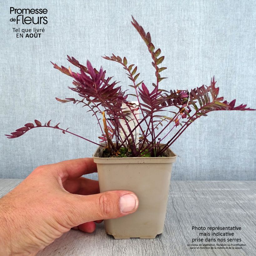 Amostra de Polemonium Bressingham Purple Vaso de 8/9 cm tal como entregue no verão