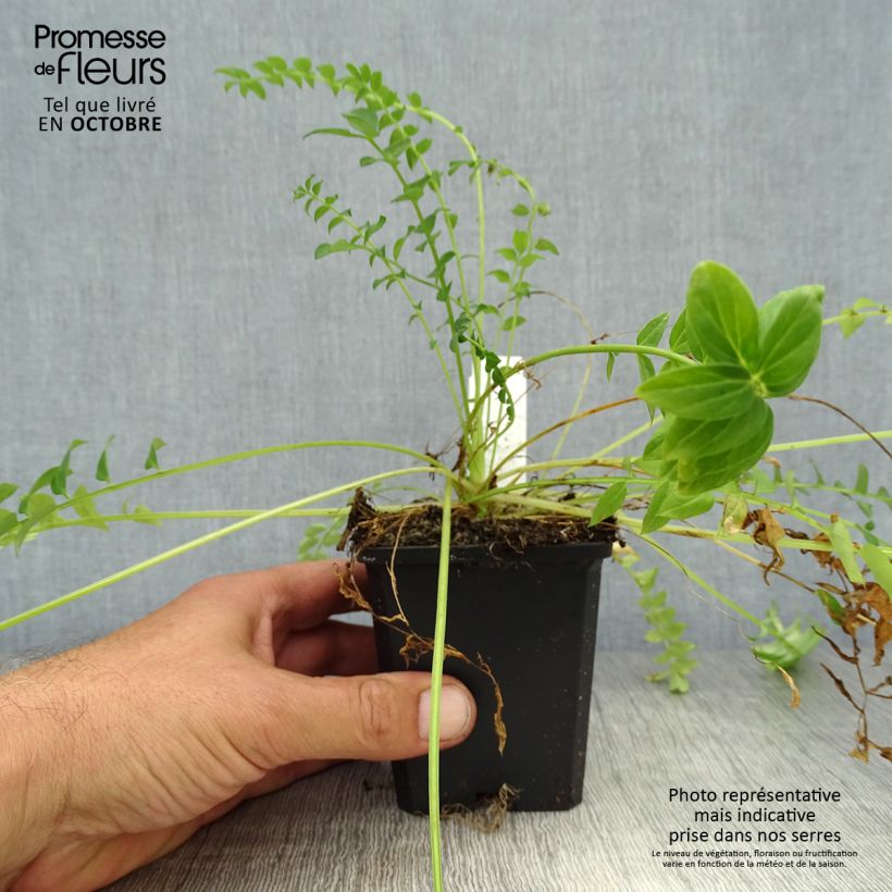 Amostra de Polemonium caeruleum Album Vaso de 8/9 cm tal como entregue no outono