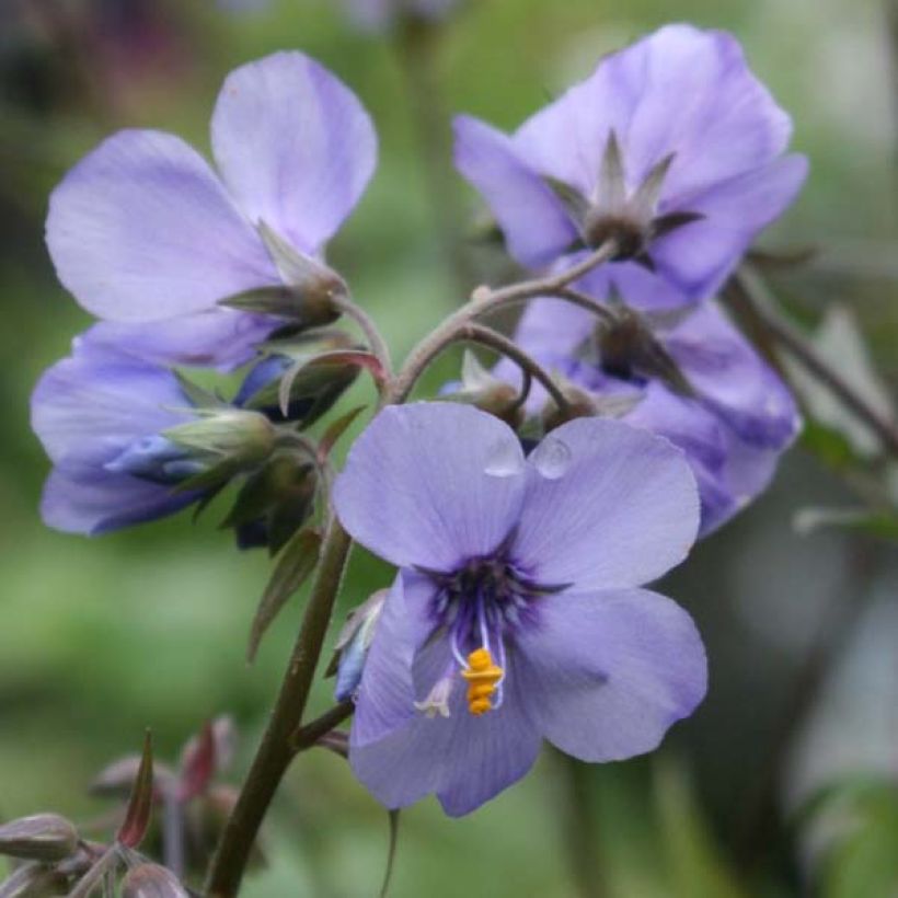 Polemonium Bressingham Purple (Floração)